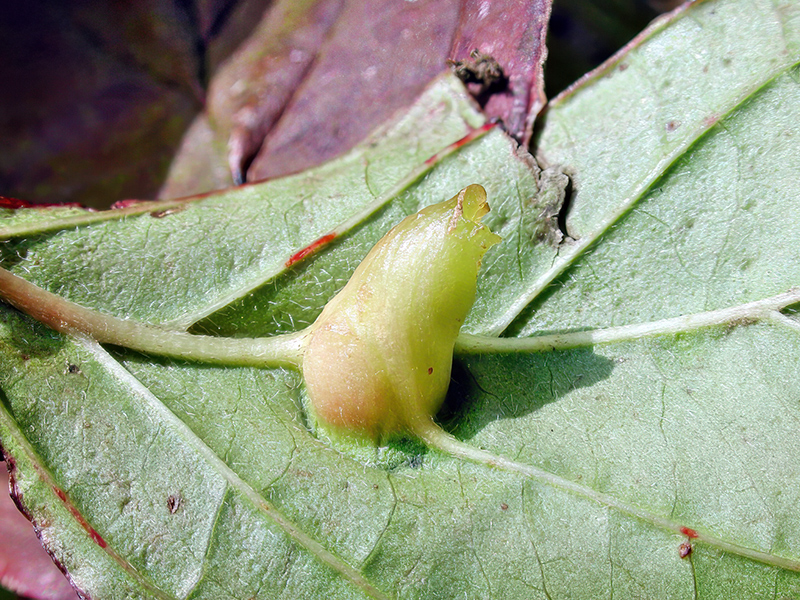 Craneiobia corni