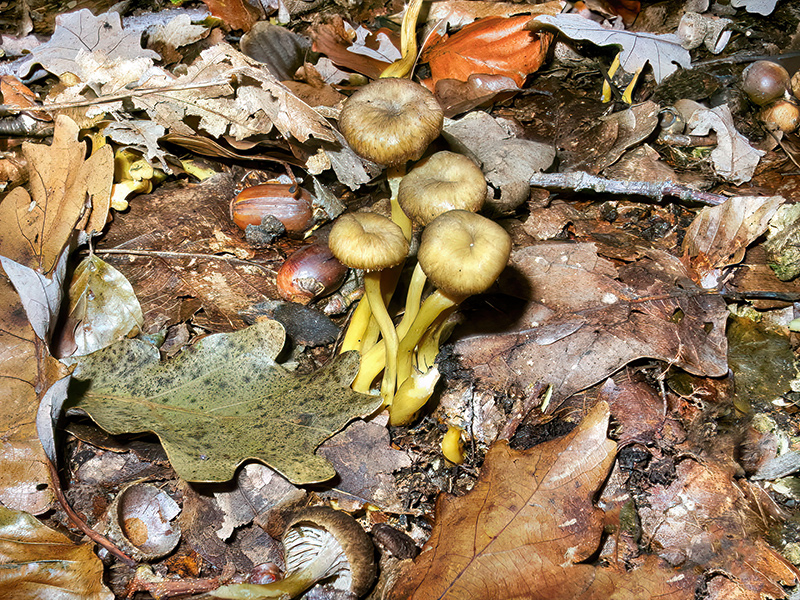 XCraterellus tubaeformis (gelbe Form)