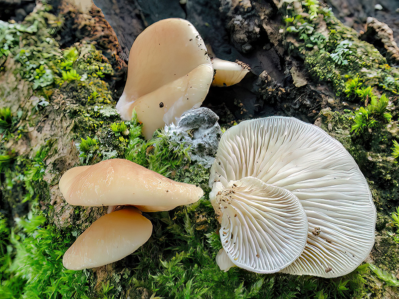 Crepidotus mollis