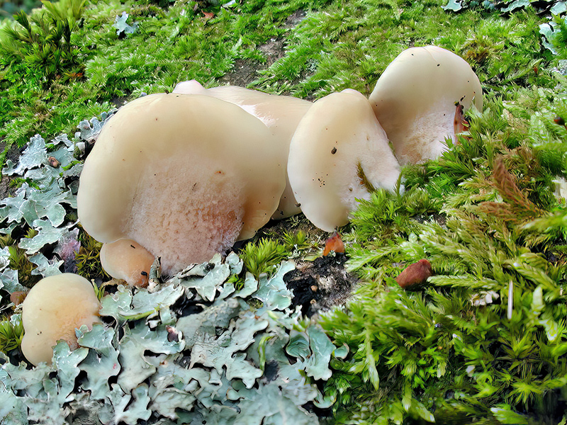 Crepidotus mollis