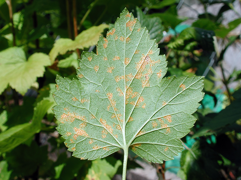 Cronartium ribicola
