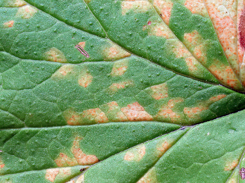 Cronartium ribicola