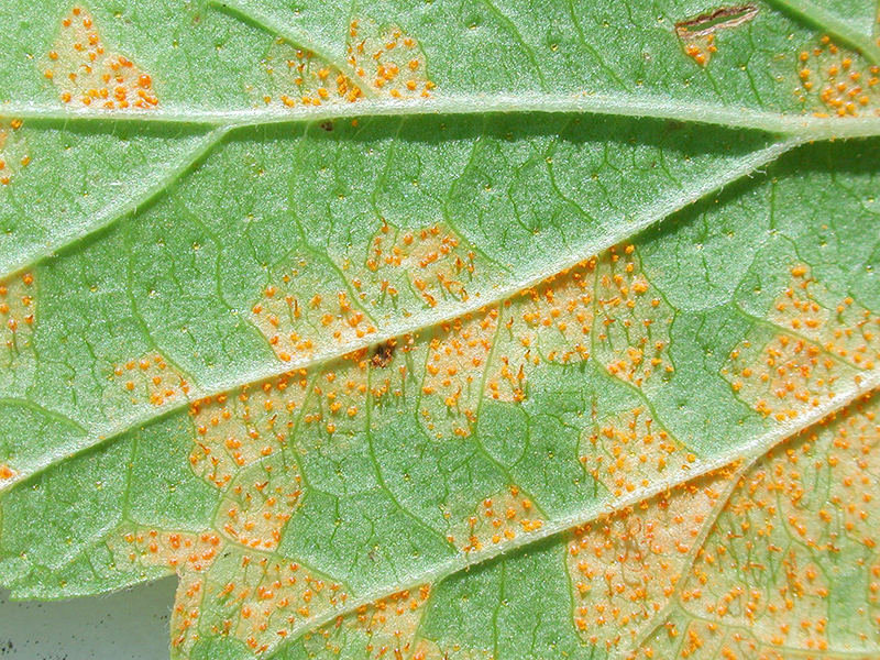 Cronartium ribicola