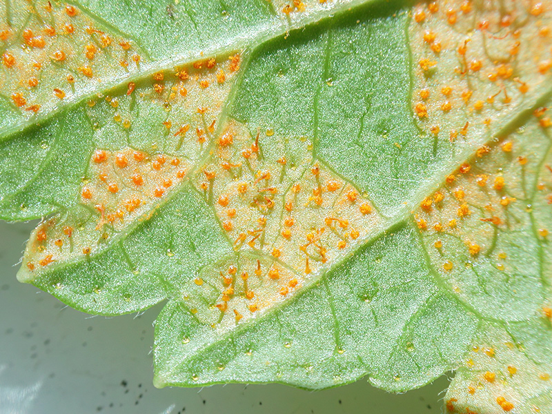 Cronartium ribicola
