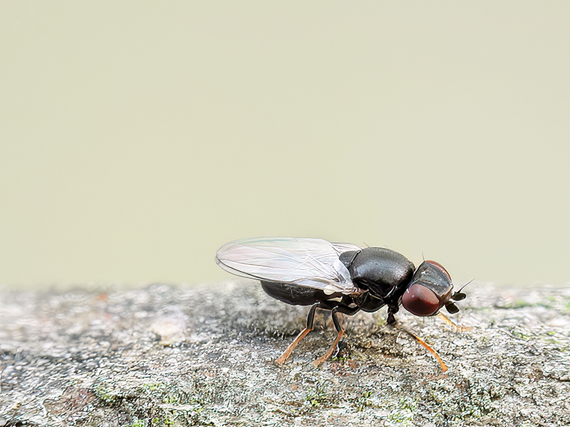 Cryptonevra flavitarsis