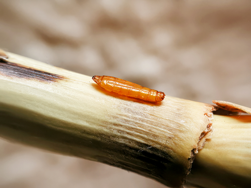 Cryptonevra flavitarsis (Puppe)