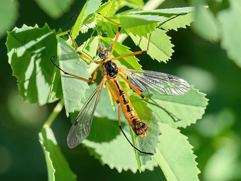 Ctenophora pectinicornis (Männchen)