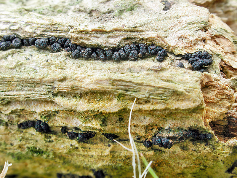 Cucurbitaria berberidis