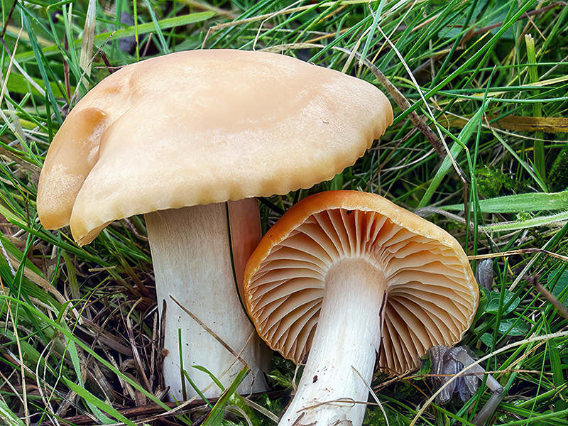 Cuphophyllus pratensis