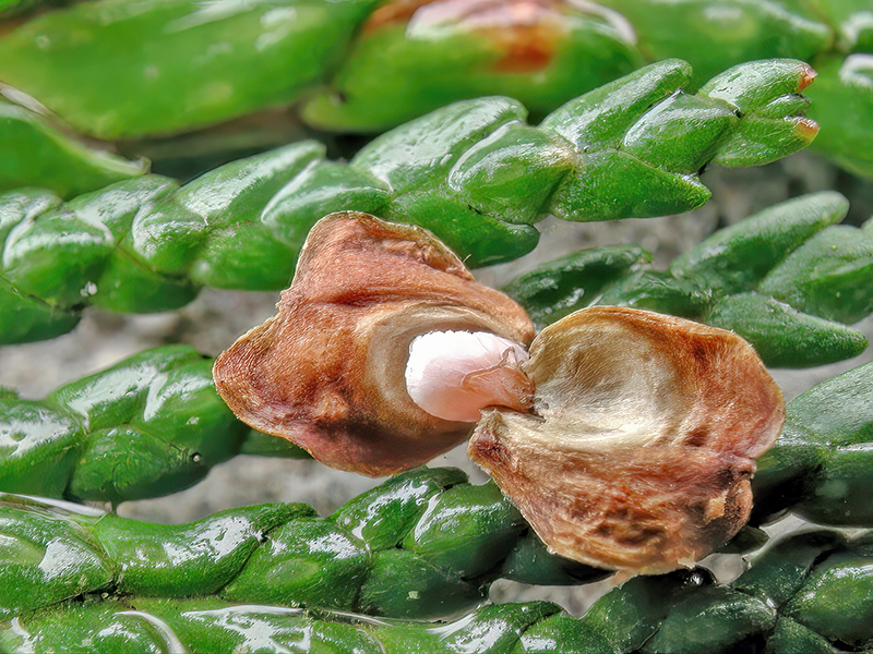 Cupressatia siskiyou (Kokon)