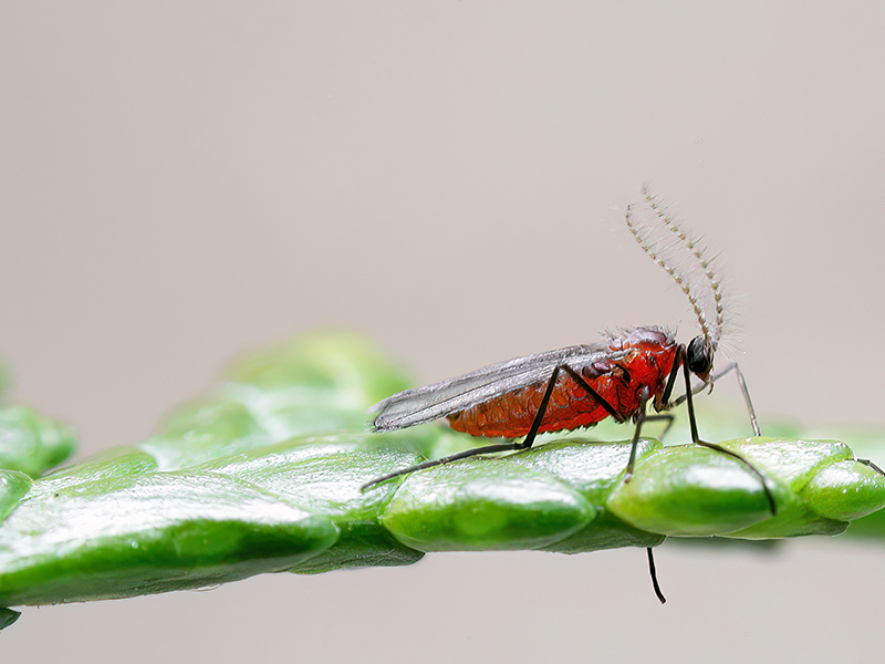 Cupressatia siskiyou (Männchen)