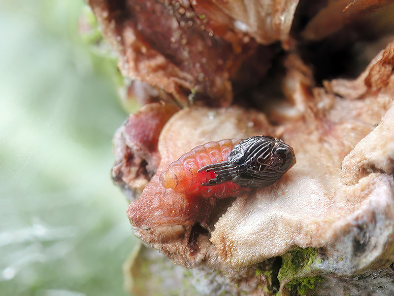 Cupressatia siskiyou (Puppe)