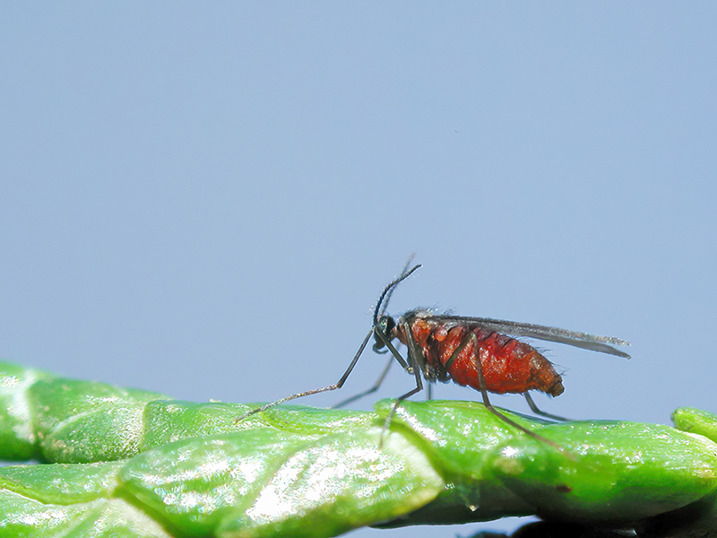 Cupressatia siskiyou (Weibchen)