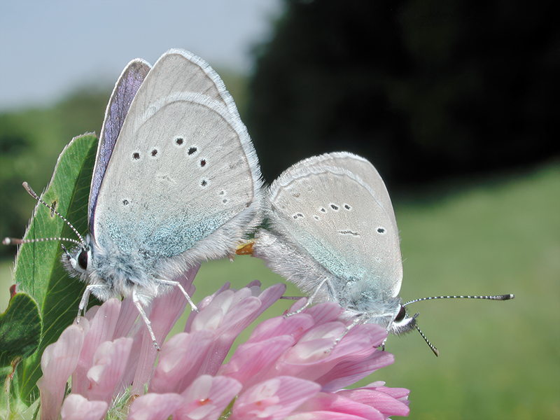 Cyaniris semiargus (Kopula)