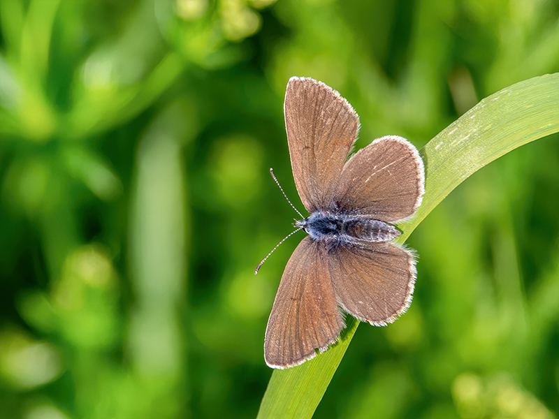 Cyaniris semiargus (Weibchen)