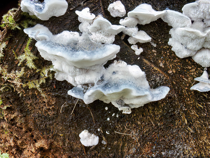 Cyanosporus caesius