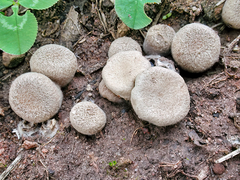 Cyathus olla