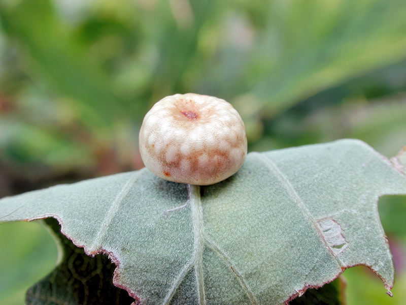 Cynips disticha (parthenogenetische Generation)