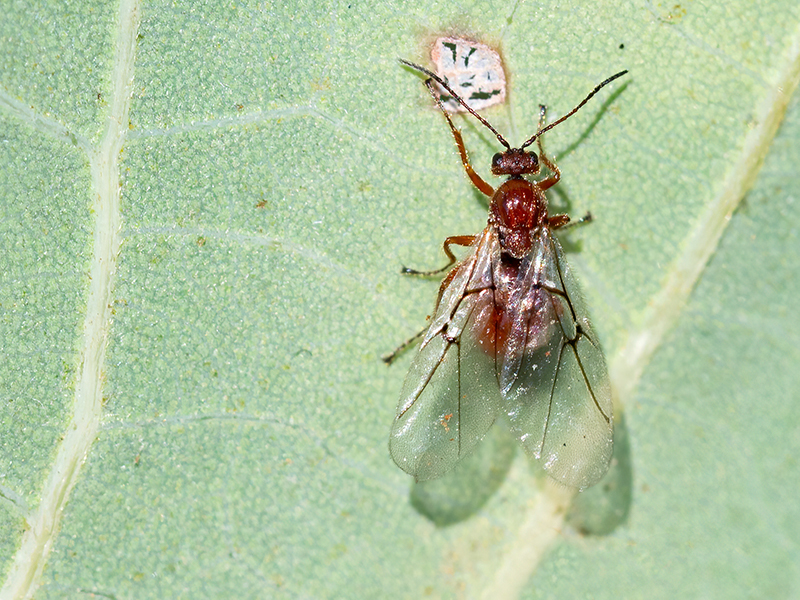 Cynips disticha (parthenogenetische Generation)