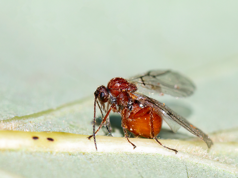 Cynips disticha (parthenogenetische Generation)