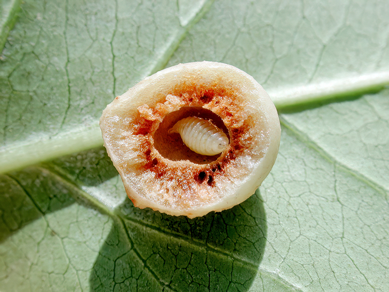 Cynips longiventris - Larve (parthenogenetische Generation)