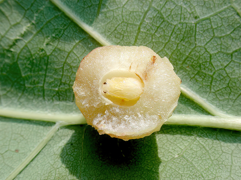 Cynips longiventris - Puppe (parthenogenetische Generation)