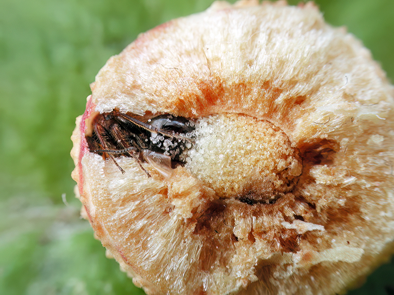 Cynips longiventris - kurz vor dem Schlupf (parthenogenetische Generation)