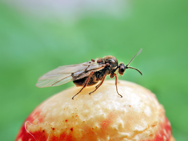 Cynips longiventris (parthenogenetische Generation)