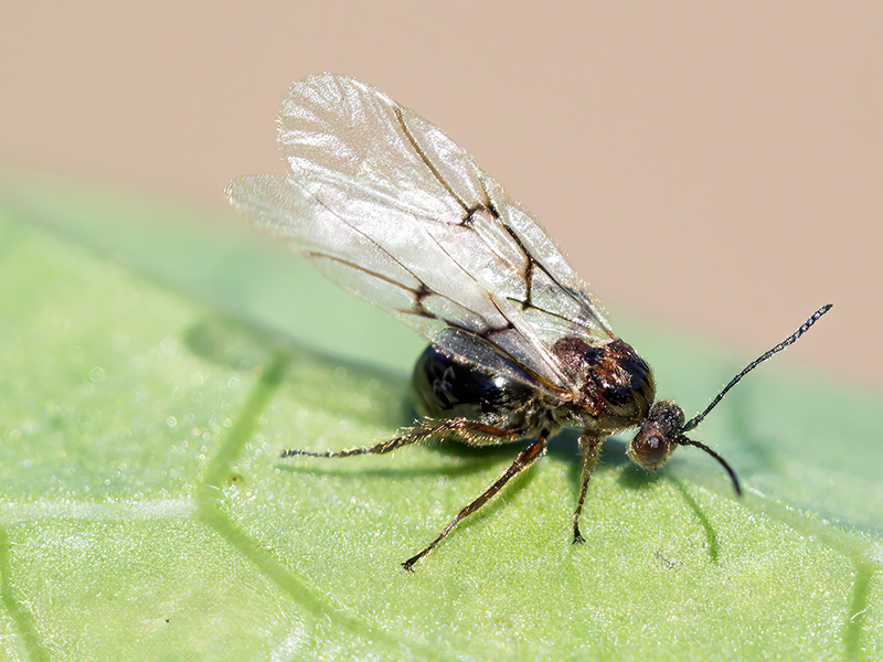 Cynips longiventris (parthenogenetische Generation)