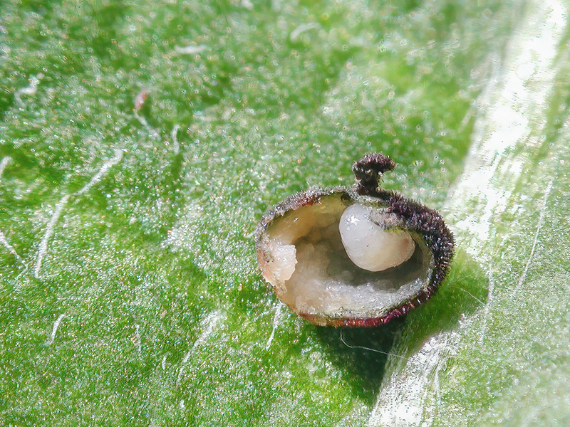 Cynips quercusfolii - Larve (bisexuelle Generation)