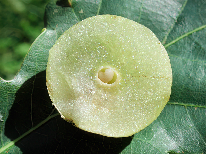 Cynips quercusfolii - Larve (parthenogenetische Generation)