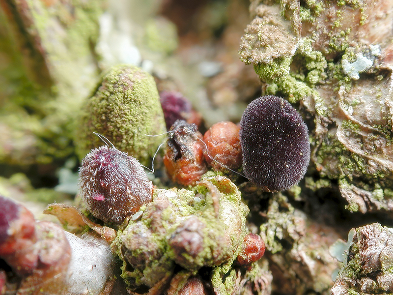 Cynips quercusfolii (bisexuelle Generation)