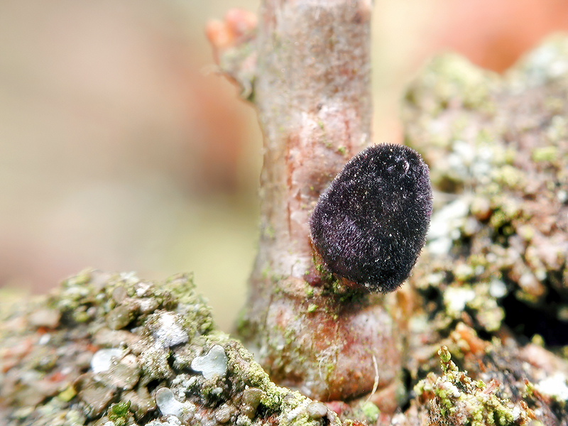 Cynips quercusfolii (bisexuelle Generation)
