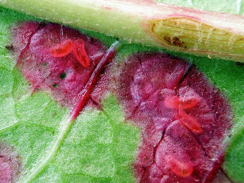 Cystiphora taraxaci (Larven)
