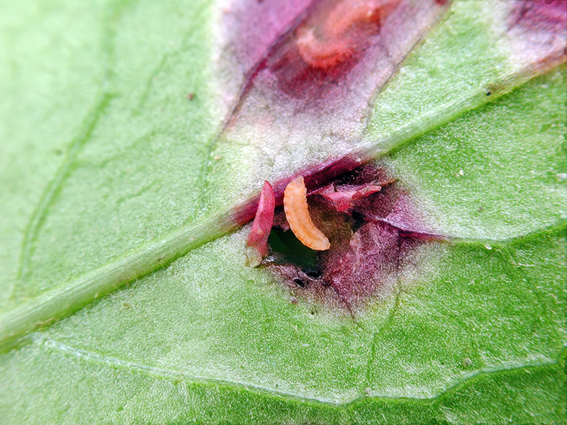 Cystiphora taraxaci (Larven)