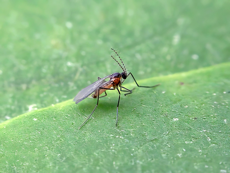 Cystiphora taraxaci