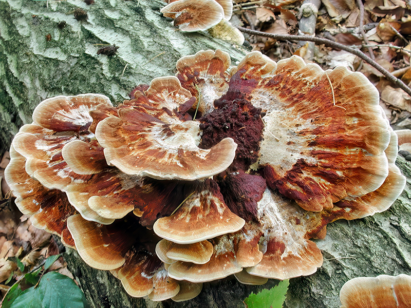 Daedaleopsis tricolor