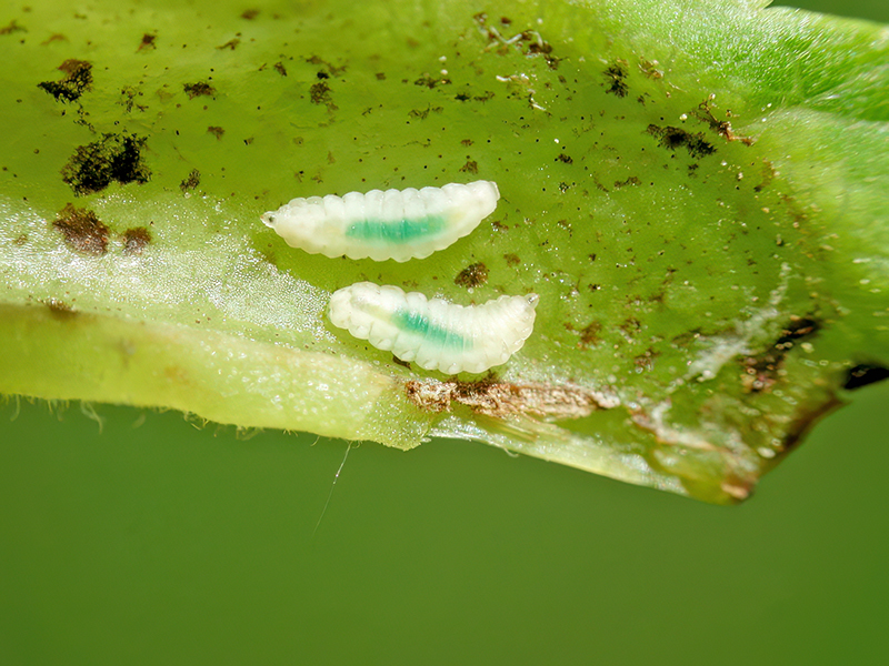 Dasineura acrophila (Larven)