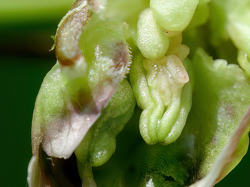 Dasineura cardaminis (Larven)