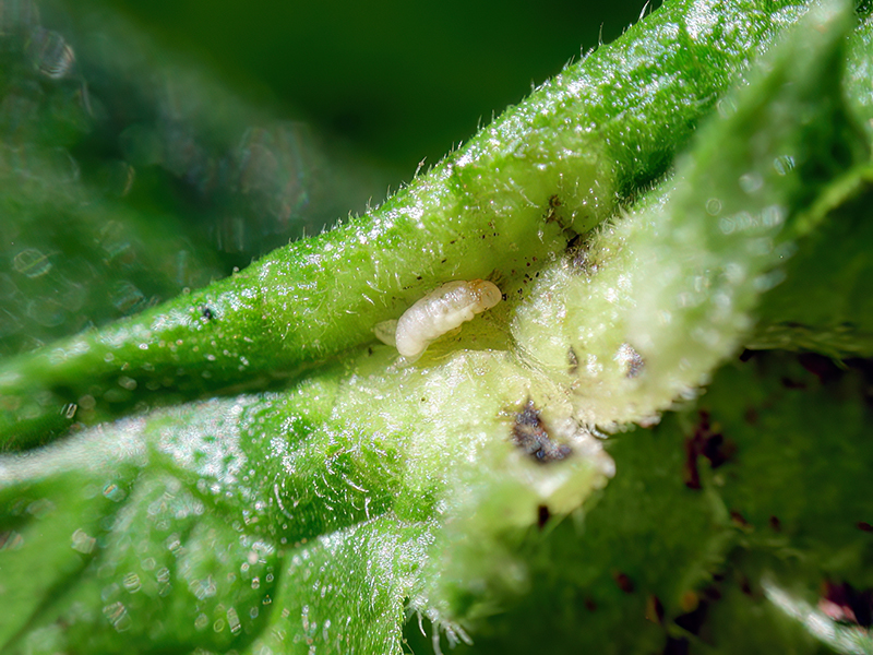 Dasineura dioicae (Larve)