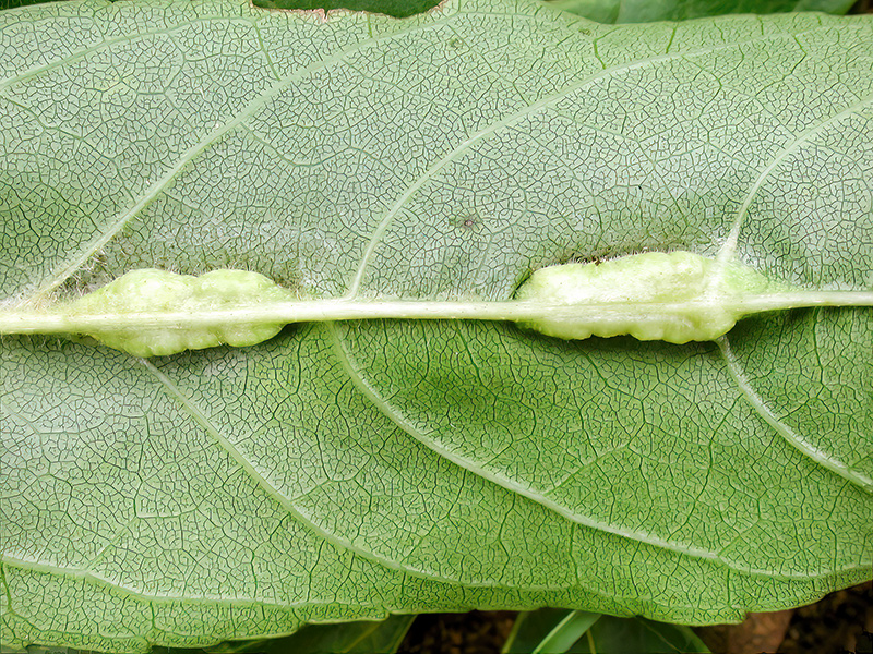 Dasineura fraxini