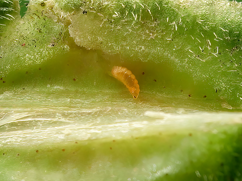Dasineura fraxini (Larve)