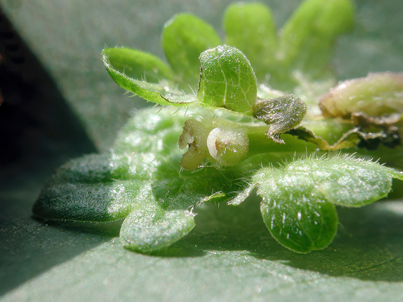 Dasineura glechomae (Larve)