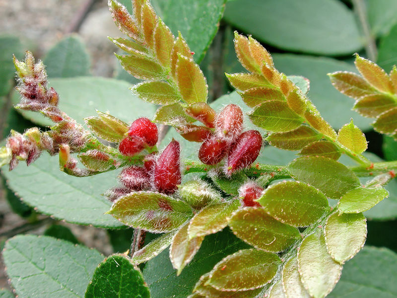 Dasineura gleditchiae