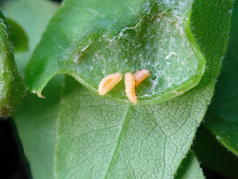 Dasineura gleditchiae (Larven)
