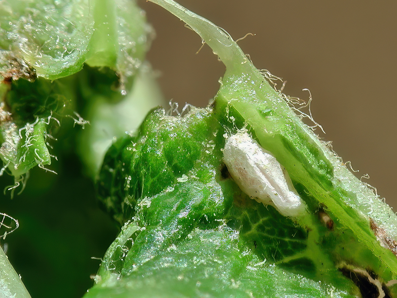 Dasineura irregularis (Kokon)