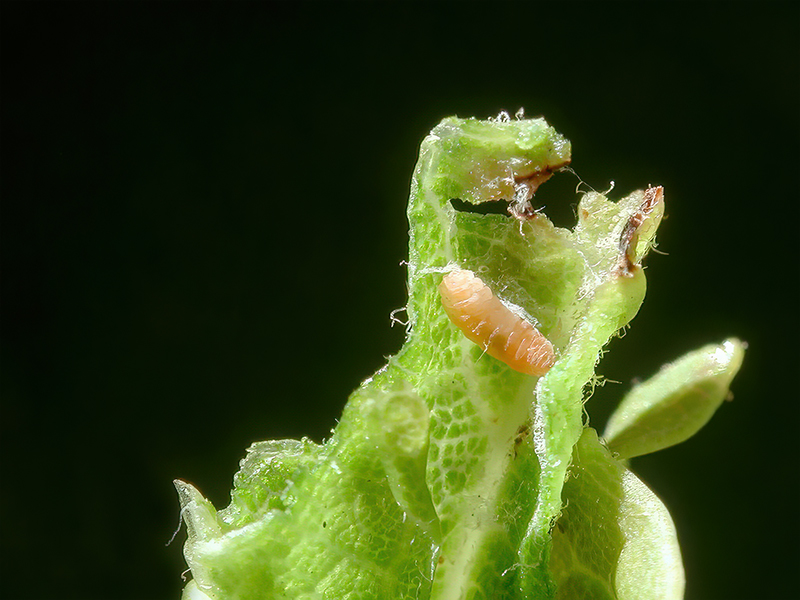 Dasineura irregularis (Larve)