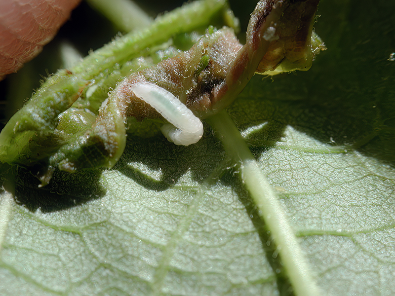 Dasineura irregularis (junge Larven)