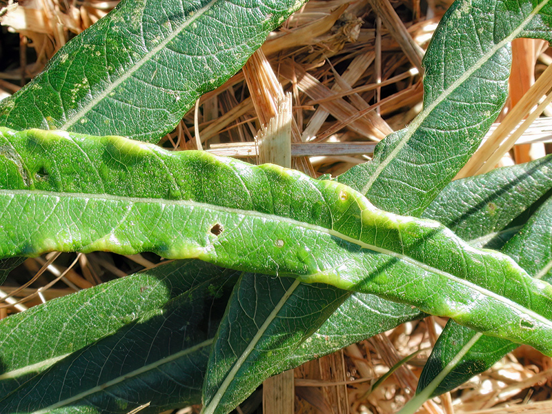 Dasineura marginemtorquens