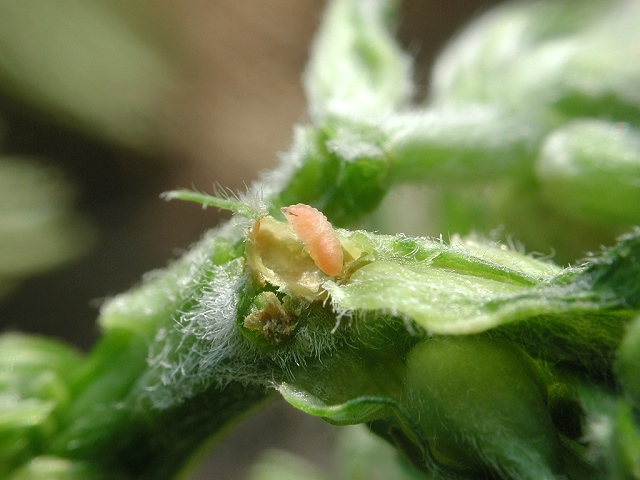 Dasineura medicaginis (Larve)